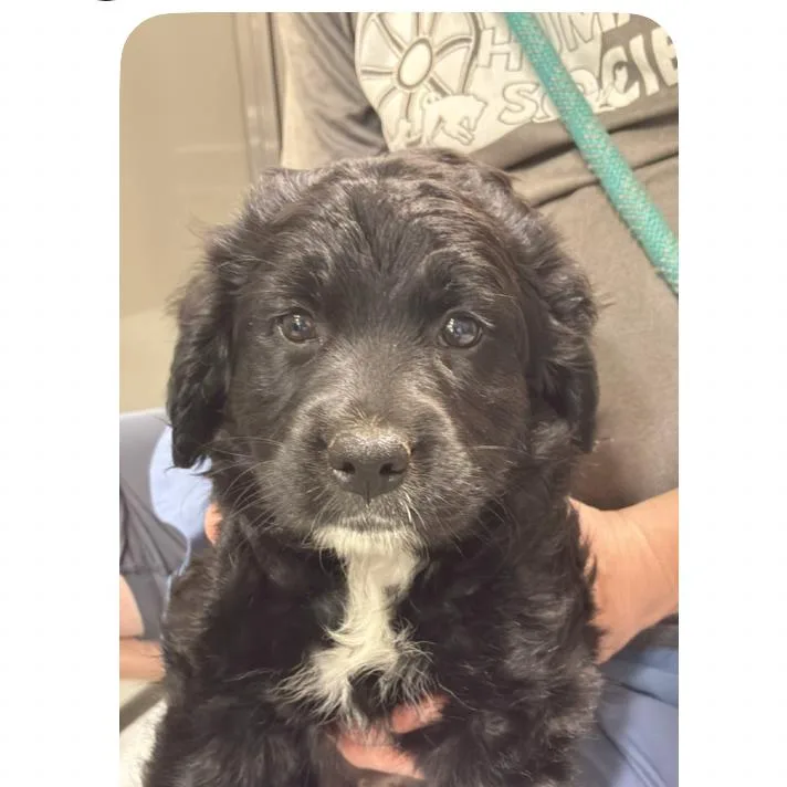 Ct Curly thumbnail 3