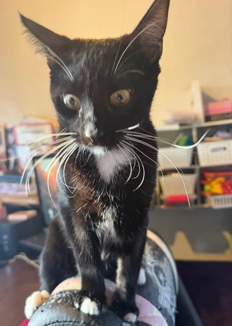 A baby small-sized male Black & White / Tuxedo Tuxedo cat named Sylvester for adoption in Los Angeles, CA