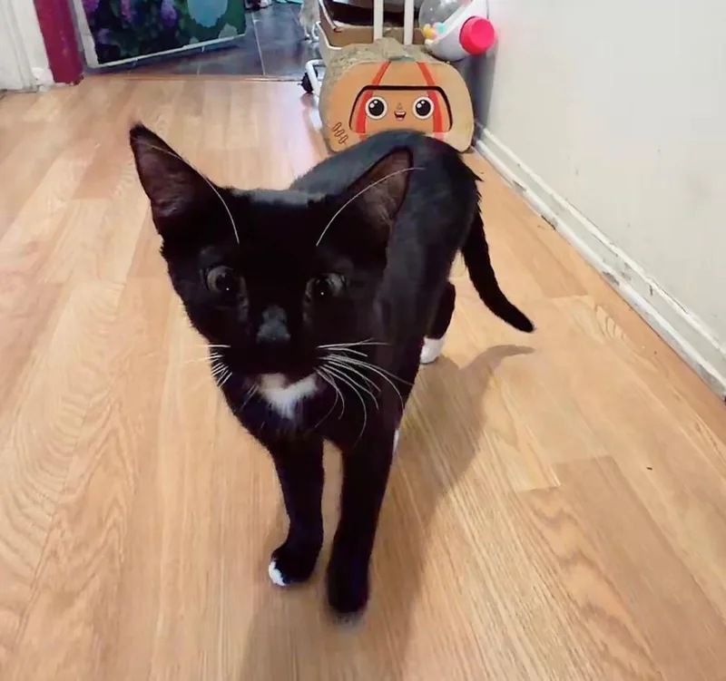 Sylvester thumbnail 3