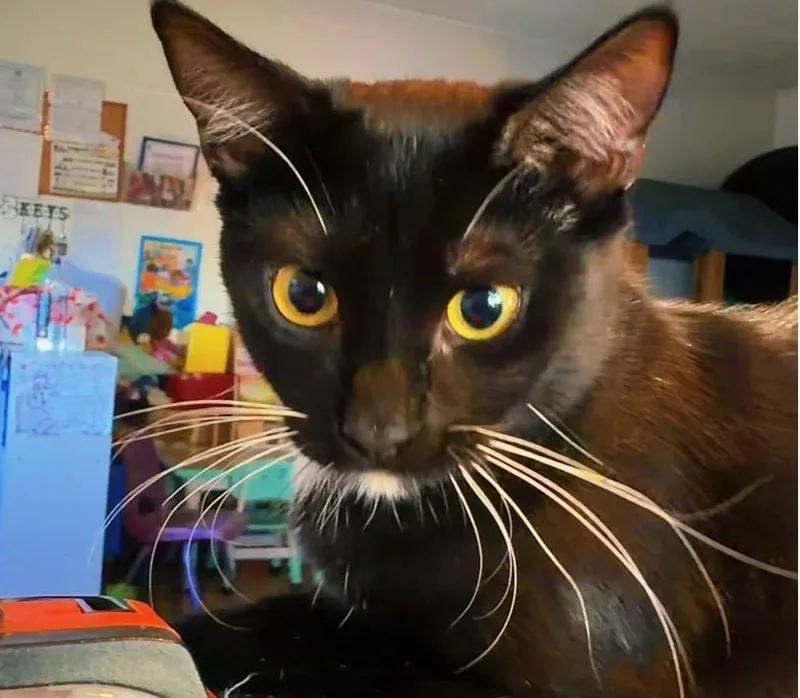 Sylvester thumbnail 5