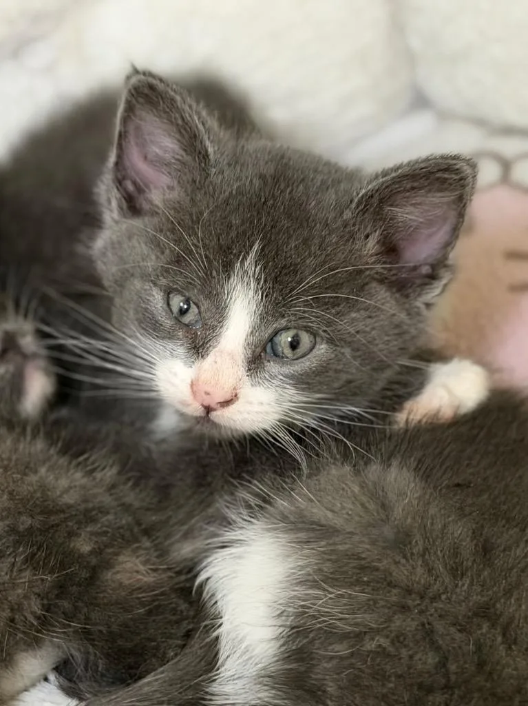 A baby medium-sized male Domestic Short Hair cat named Steve for adoption in Menomonie, WI
