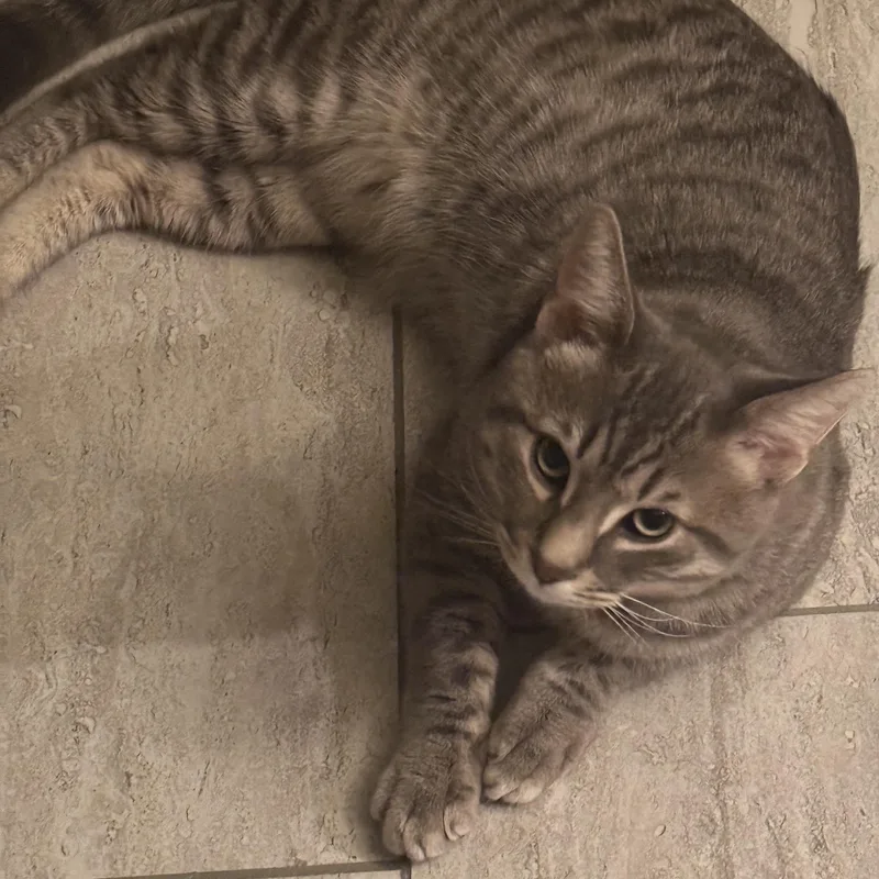A young medium-sized male Tabby (Brown / Chocolate) Domestic Short Hair cat named Ariel for adoption in Fairfax, VA