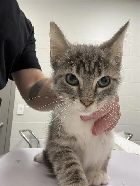 A baby small-sized male Domestic Short Hair cat named Greedo for adoption in Indianapolis, IN