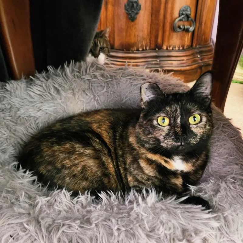 A young medium-sized female Tortoiseshell Tortoiseshell cat named Patches for adoption in Woodinville, WA