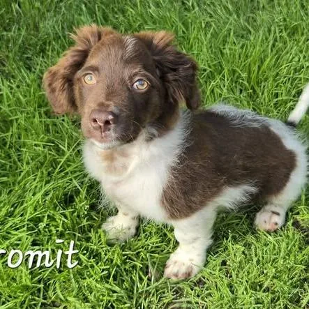 Gromit