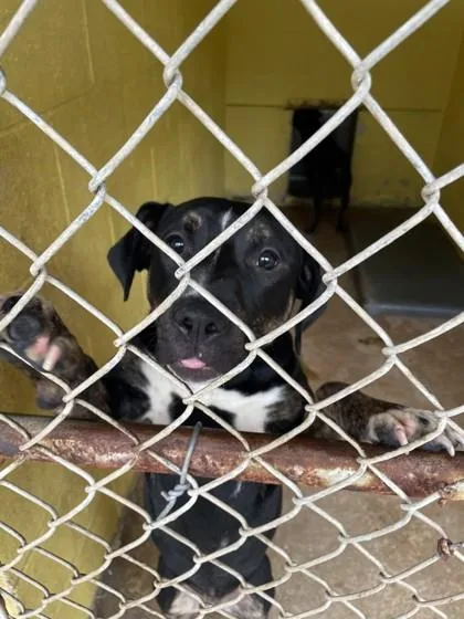 A baby medium-sized female Mixed Breed dog named Randazzos for adoption in Covington, LA