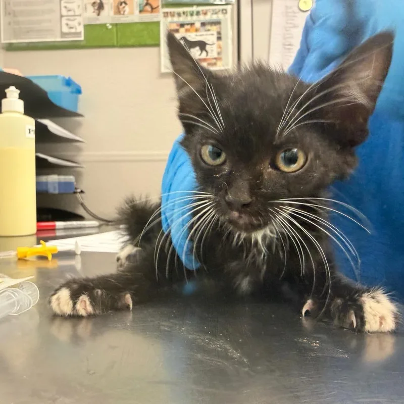 A baby small-sized male Domestic Short Hair cat named Capin Crunch for adoption in Columbiana, AL