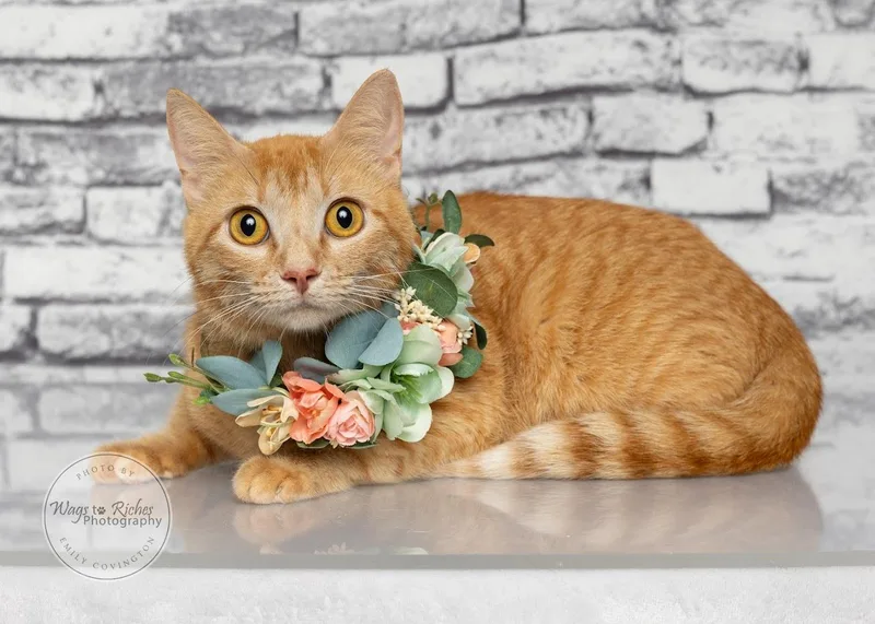 A young medium-sized female Tabby (Orange / Red) Domestic Short Hair cat named Lucy Lu for adoption in Tuscaloosa, AL