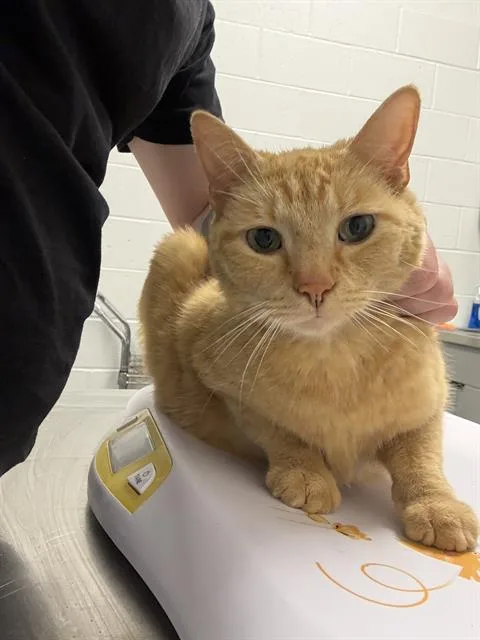 An adult large-sized male Domestic Short Hair cat named Marmalade for adoption in Indianapolis, IN