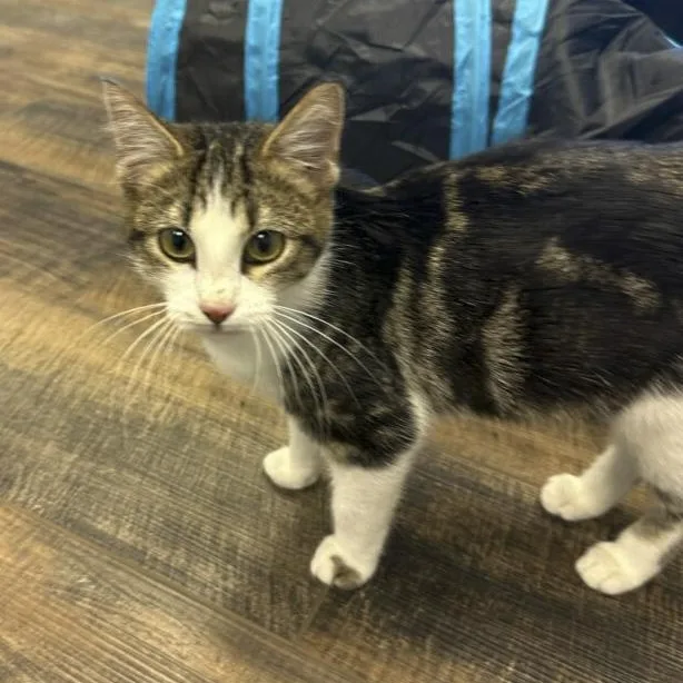 A baby small-sized female Domestic Short Hair cat named Layla for adoption in Tulsa, OK