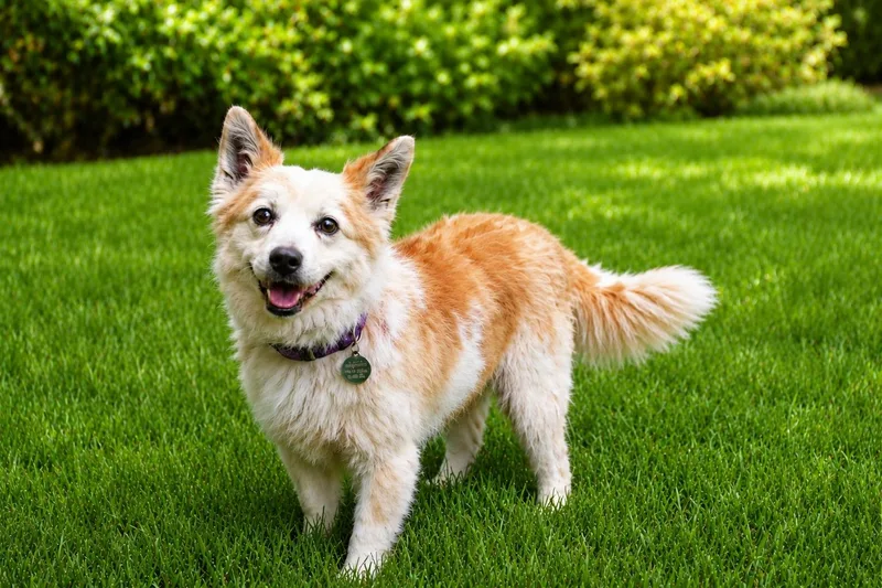 An adult small-sized female Gray / Blue / Silver Shetland Sheepdog / Sheltie dog named Cindy for adoption in POTOMAC, MD