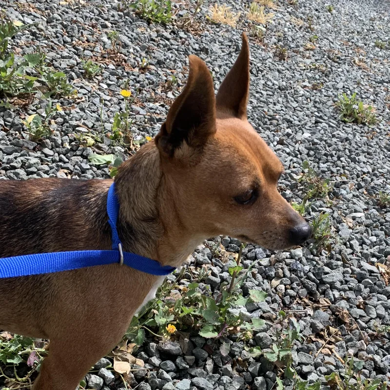 An adult small-sized male Bicolor Chihuahua dog named Rico for adoption in Hollister, CA
