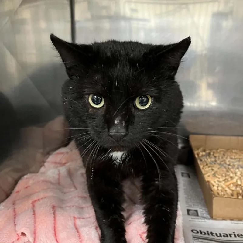 An adult small-sized male Black Domestic Short Hair cat named SVASStray for adoption in Lyndhurst, VA