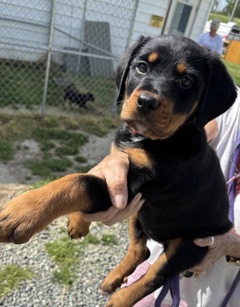 Cindrella thumbnail 2