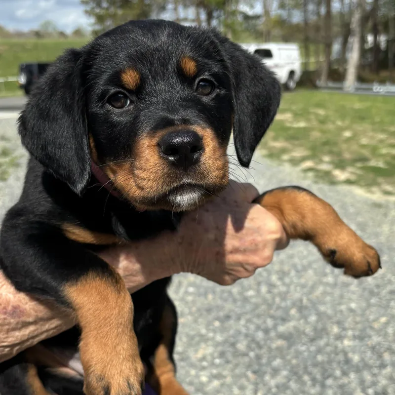 A baby large-sized female Rottweiler dog named Cindrella for adoption in Gloucester, VA