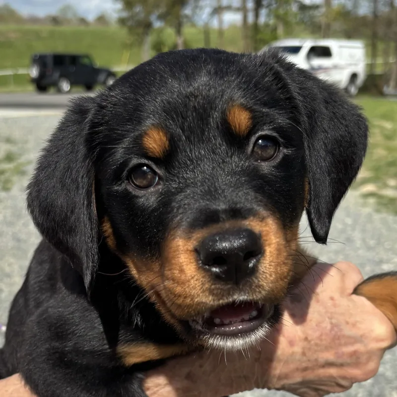 Cindrella thumbnail 3