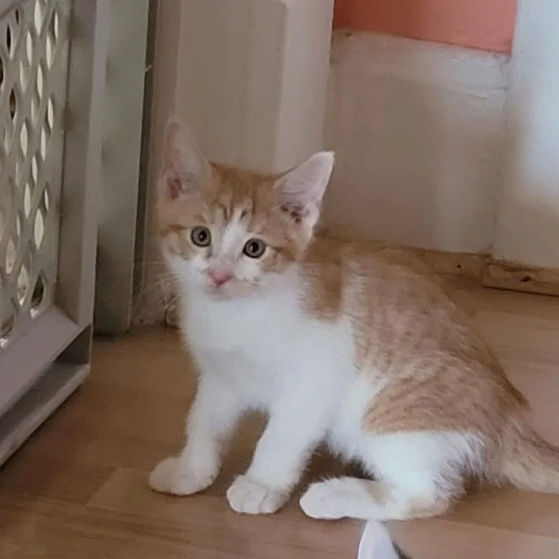 A baby small-sized male Domestic Short Hair cat named Chester for adoption in Muncie, IN