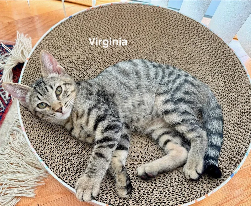 A baby medium-sized male Domestic Short Hair cat named Virginia for adoption in Wesley Chapel, FL