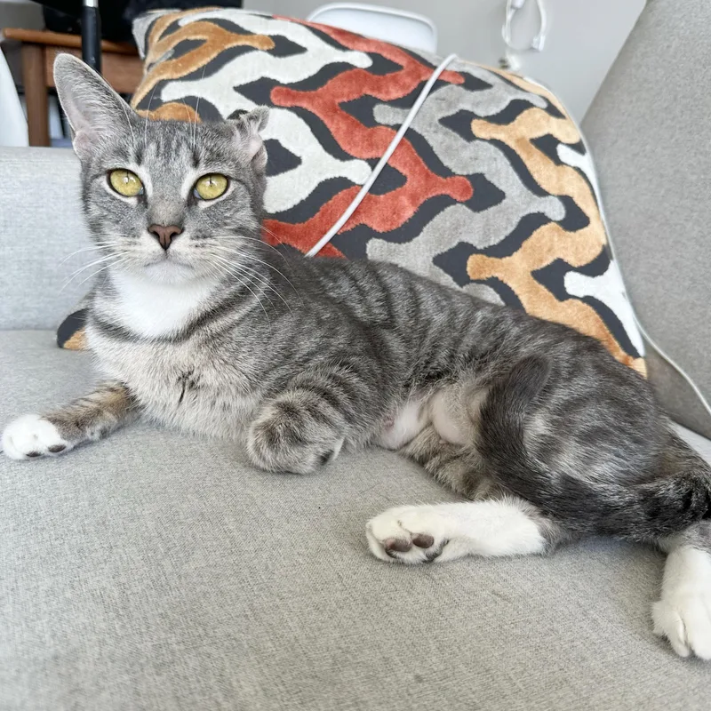 An adult medium-sized female Tabby (Gray / Blue / Silver) Domestic Short Hair cat named Crinkle for adoption in BROOKLYN, NY