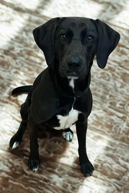 An adult large-sized male Hound dog named Ninja for adoption in Madison, NJ
