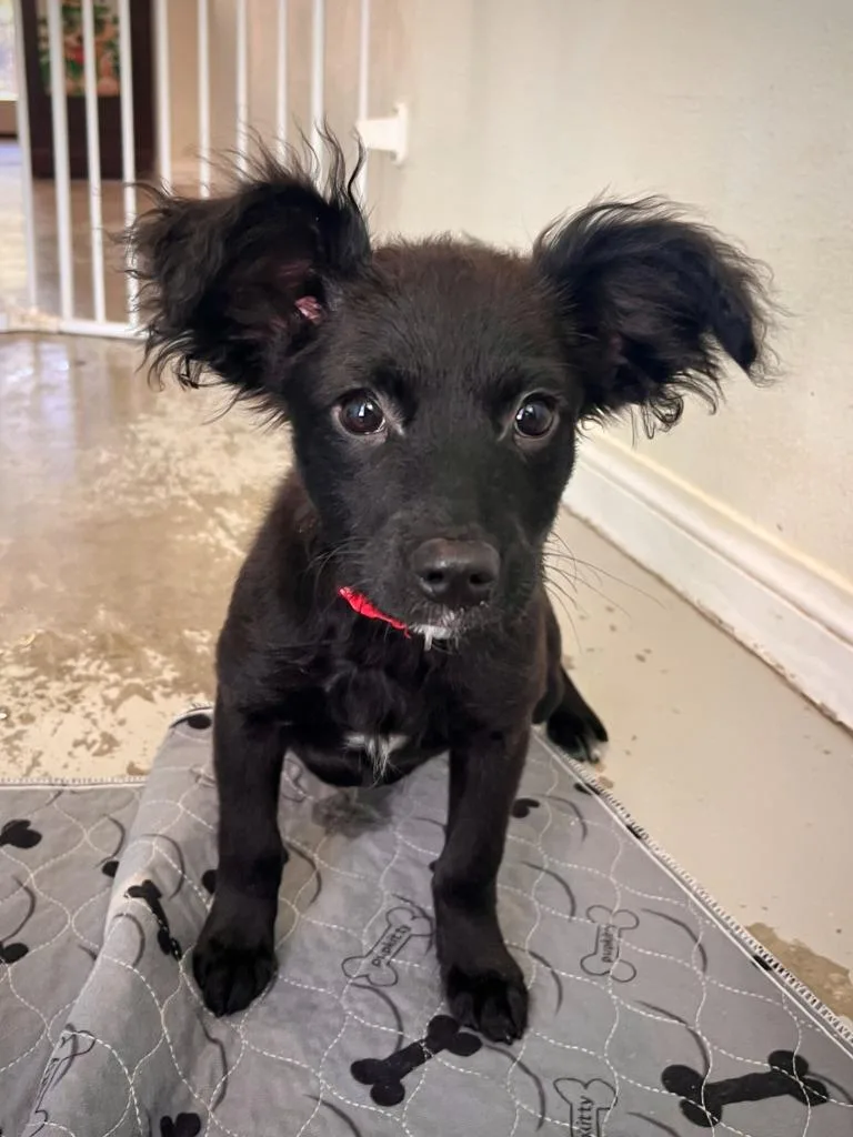 A baby small-sized male Poodle dog named Tony for adoption in Los Angeles, CA
