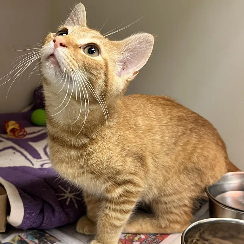 A baby small-sized male Orange / Red Domestic Short Hair cat named 72090 for adoption in Harrisonburg, VA