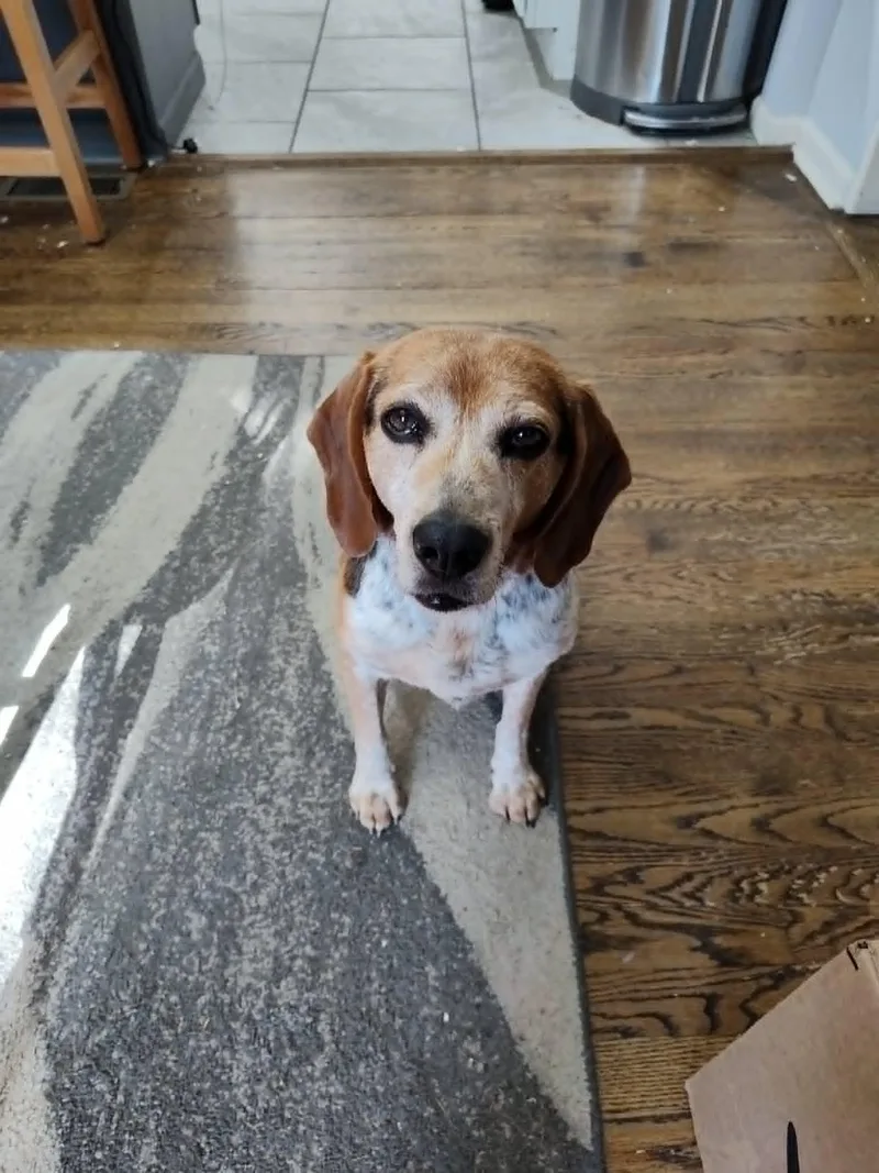 A young medium-sized male Beagle dog named Tracker for adoption in Knox, IN
