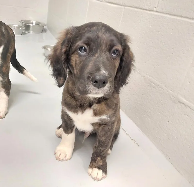 A baby small-sized male Terrier dog named Pippin for adoption in Mocksville, NC