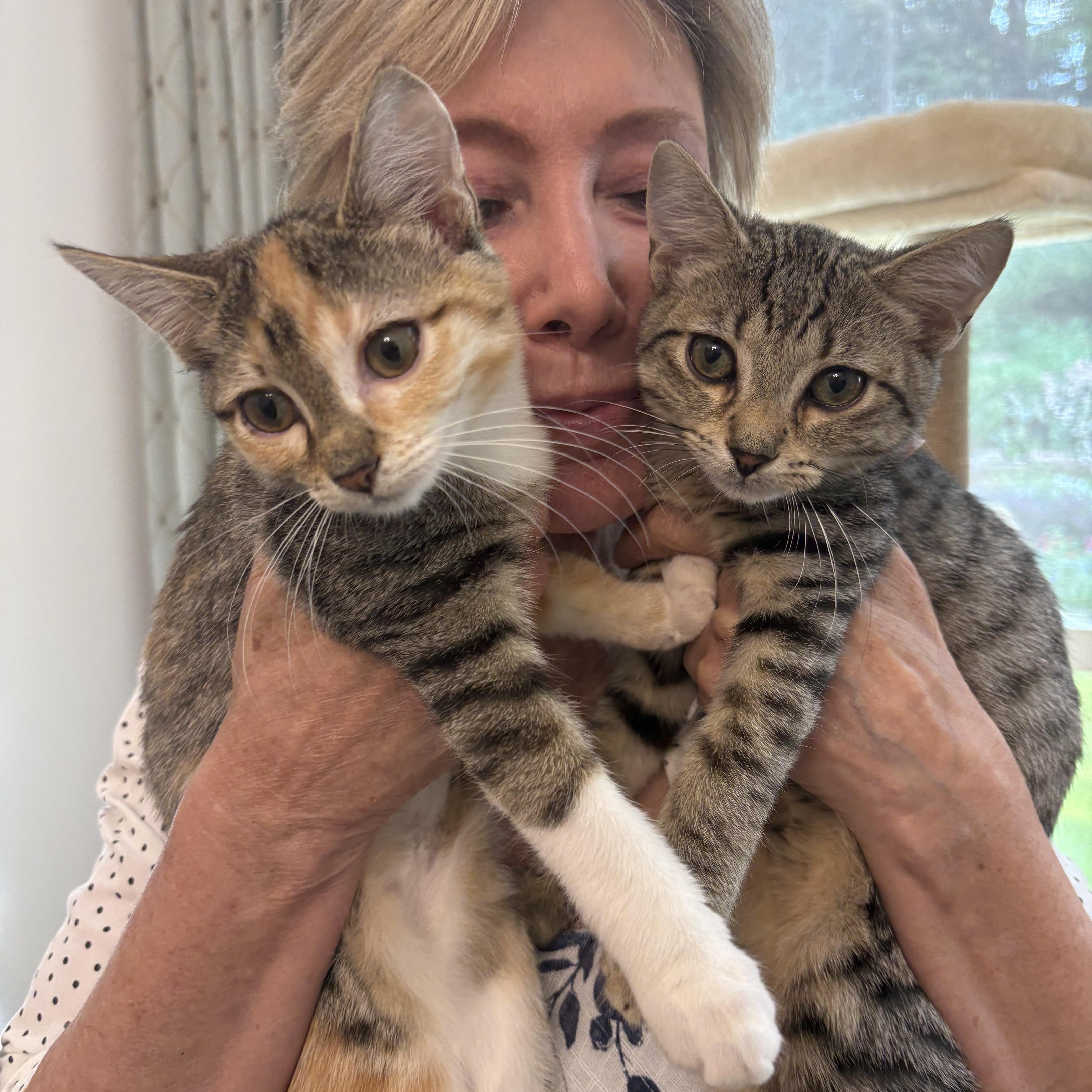 A baby large-sized male Domestic Short Hair cat named Max for adoption in Watkinsville, GA