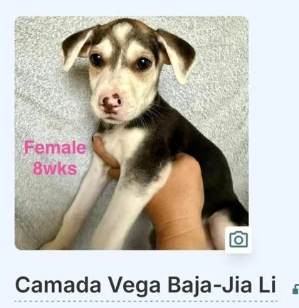 A baby small-sized female Mixed Breed dog named Pumpkin for adoption in Washington, DC