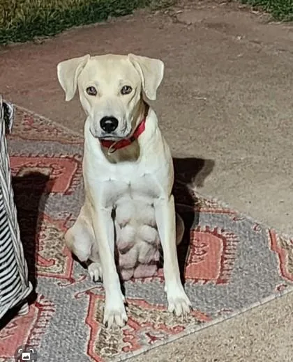 Chickadee thumbnail 2