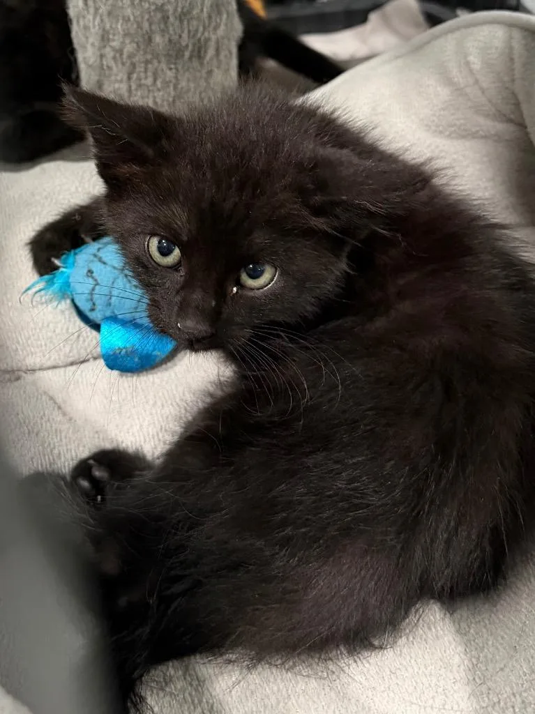 A baby medium-sized male Domestic Short Hair cat named Fifa for adoption in Brookhaven, MS