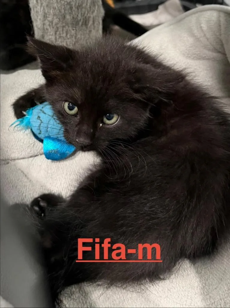 Fifa thumbnail 2