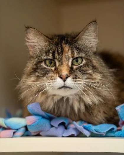 A senior medium-sized female Domestic Medium Hair cat named Chloe for adoption in Pequot Lakes, MN