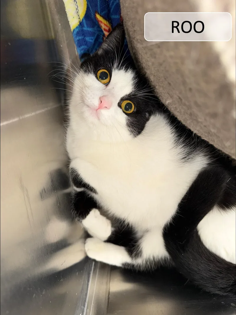 Roo & Sydney thumbnail 3