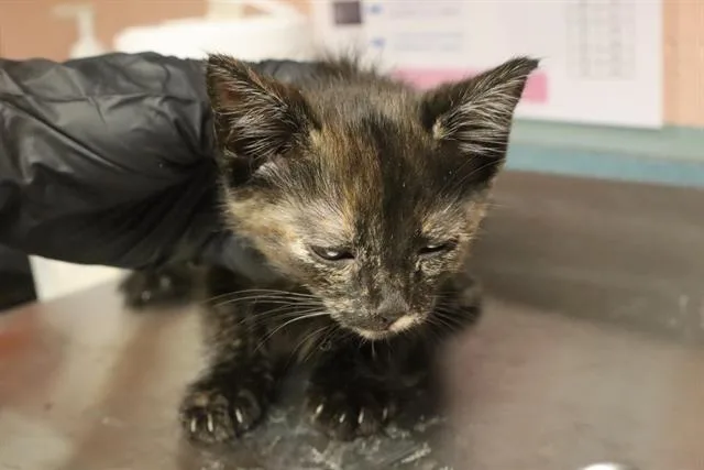 A baby small-sized female Domestic Short Hair cat named Kat for adoption in Columbia, SC