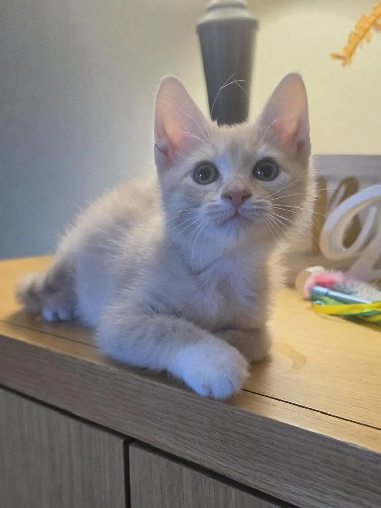 A baby small-sized male Domestic Short Hair cat named Malcolm for adoption in Metamora, IL