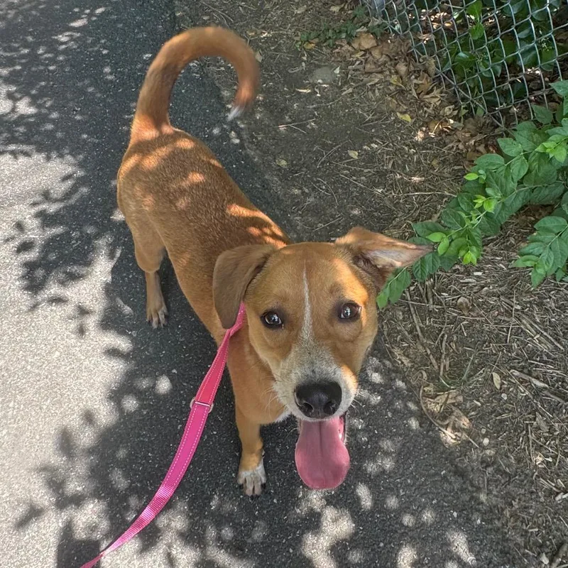 A young medium-sized female Red / Chestnut / Orange Mixed Breed dog named Marmalade for adoption in Wilmington, DE