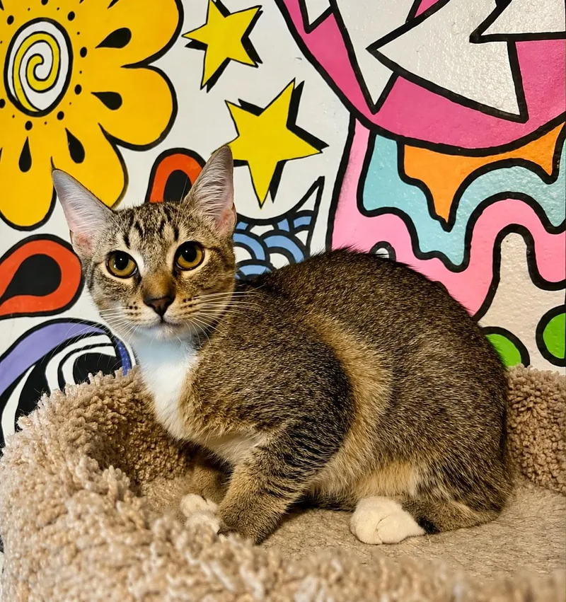 A baby medium-sized female Tabby (Buff / Tan / Fawn) Tabby cat named Artemis Sweet brown for adoption in Gulfport, MS