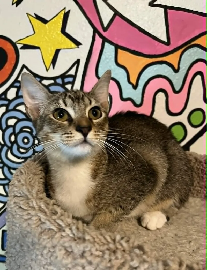 Artemis  Sweet brown thumbnail 3