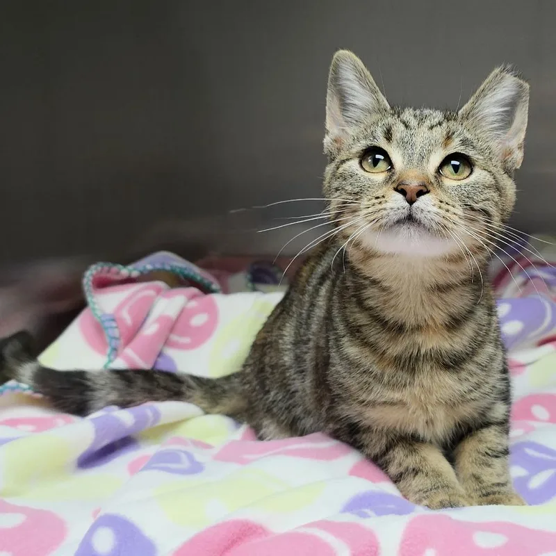 A baby small-sized female Orange / Red Domestic Short Hair cat named Taki for adoption in Michigan City, IN