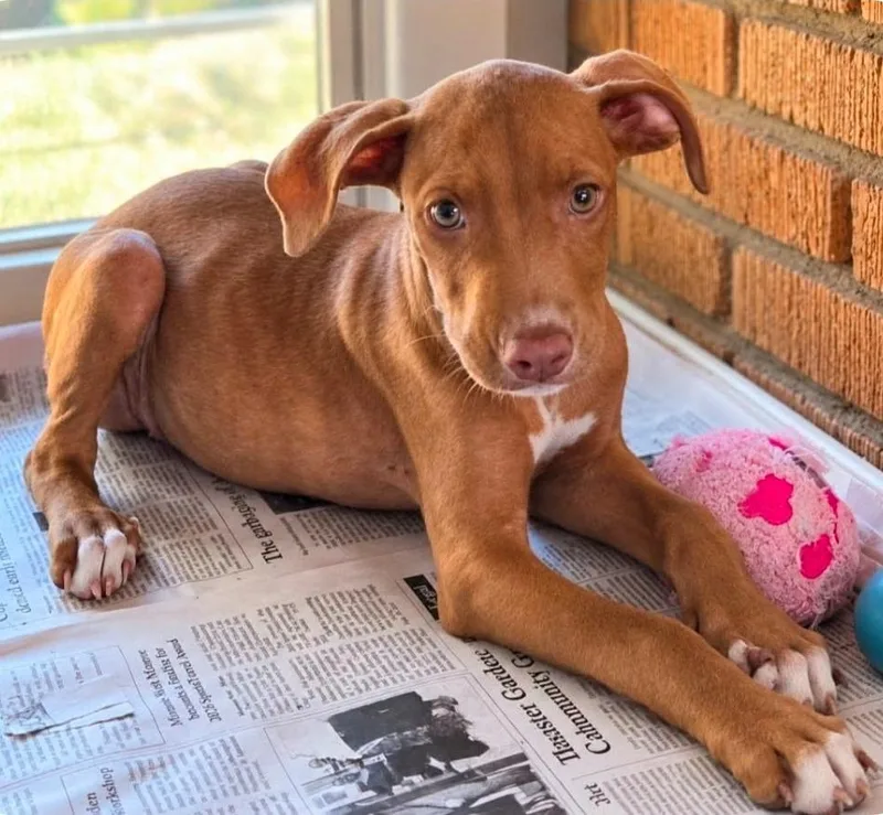 A baby medium-sized female Labrador Retriever dog named Maisie for adoption in El Dorado, AR