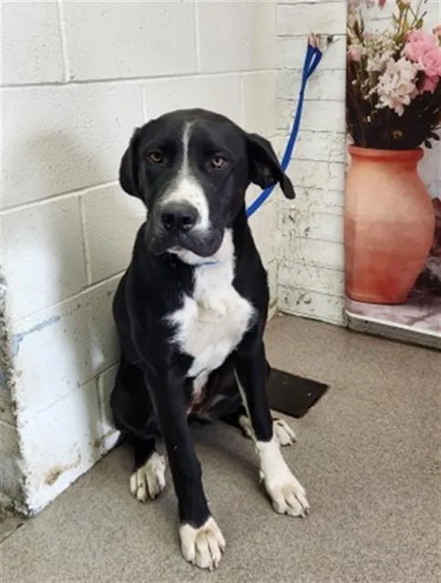 A young large-sized female Great Dane dog named Sapphire for adoption in San Bernardino, CA