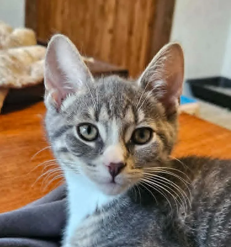 A baby small-sized female Domestic Short Hair cat named Pebbles for adoption in South Bend, IN
