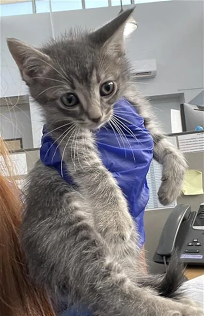 A baby medium-sized female Domestic Short Hair cat named Nona for adoption in Dallas, TX