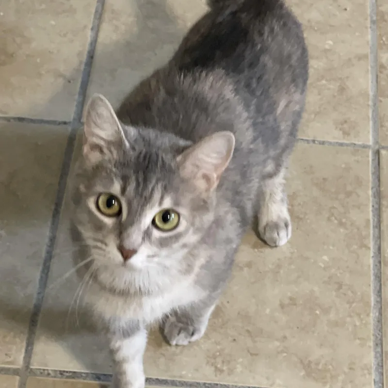 A young medium-sized female Tabby (Gray / Blue / Silver) Domestic Short Hair cat named Nikki for adoption in Lacon, IL