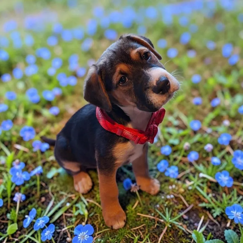 Chester