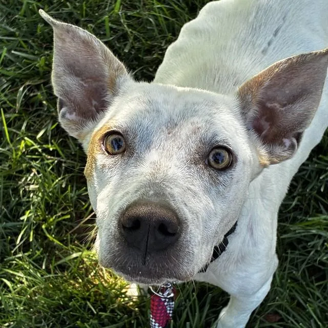A young medium-sized female Australian Cattle Dog / Blue Heeler dog named Rose for adoption in St. Louis, MO