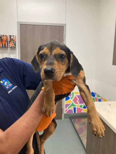 A baby small-sized female Beagle dog named Neo for adoption in Baytown, TX