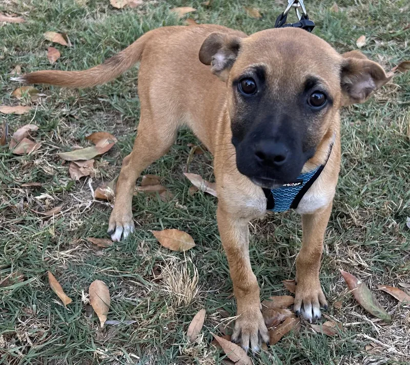 A baby small-sized female Brown / Chocolate Black Mouth Cur dog named Rossy for adoption in Bell Gardens, CA
